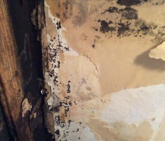Mold growing on the wall of a home in Montclair, NJ